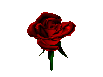 Rose.gif (38979 bytes)